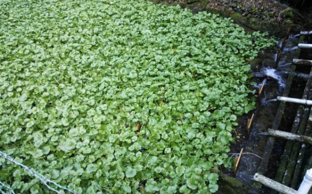 The Best & Real Japanese Wasabi Is From Izu Peninsula, Japan